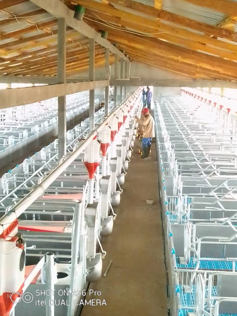 Sow pens and fattening sheds